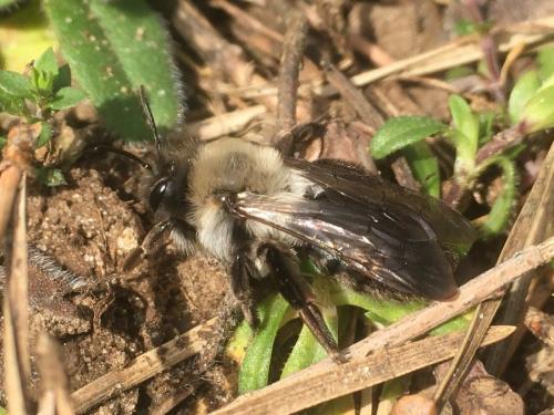 Andrena vaga